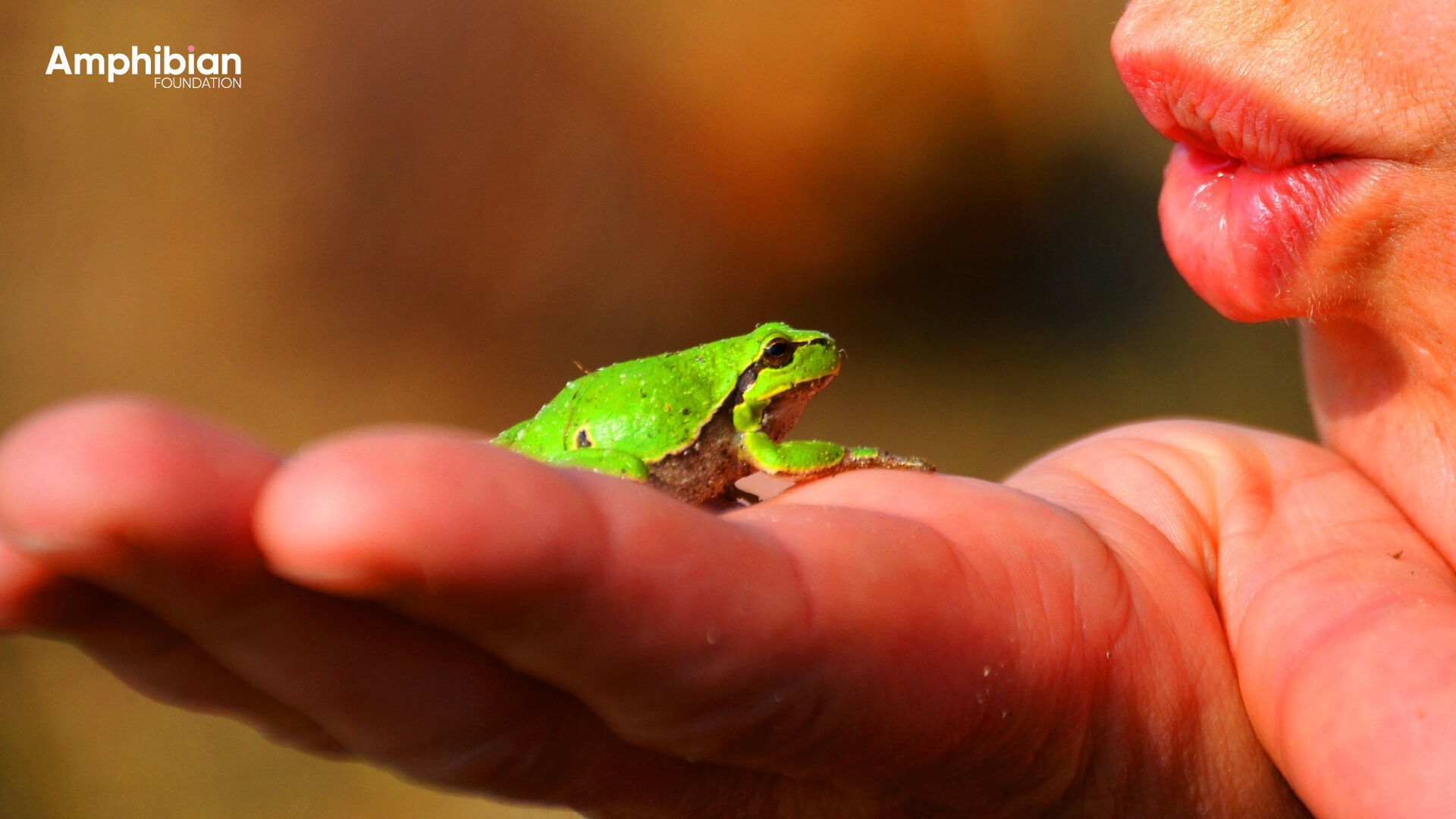 Amphibian Foundation Frog
