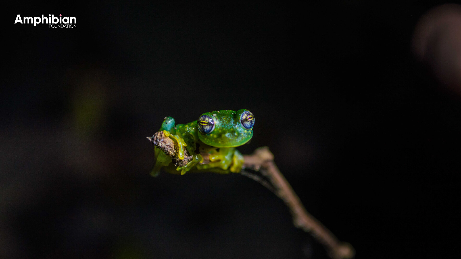 Amphibian Foundation Frog